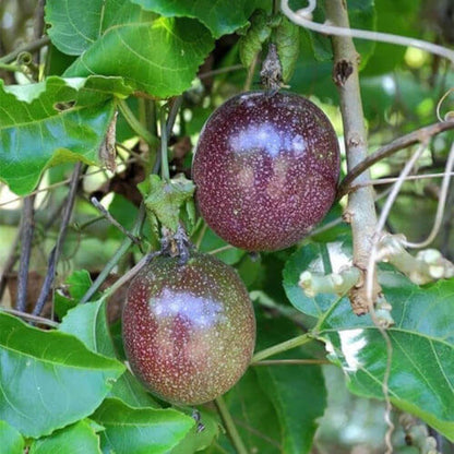Purple Passion Fruit Seeds 