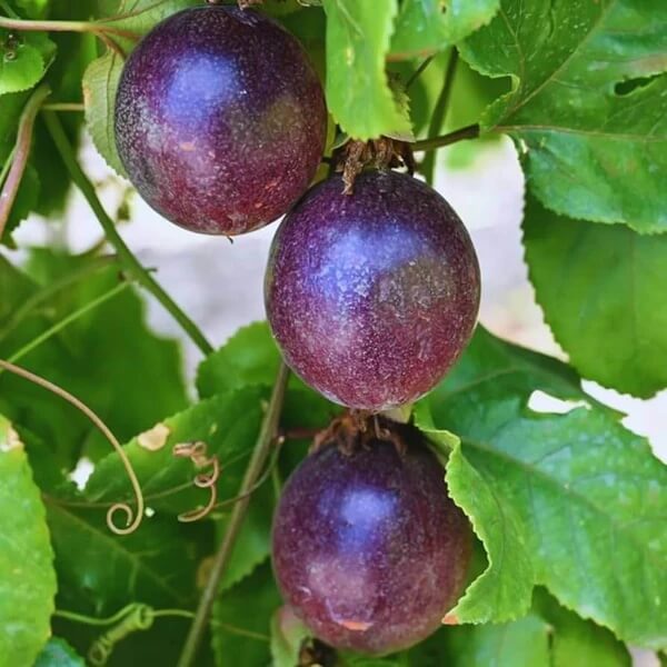 Purple Passion Fruit Seeds 