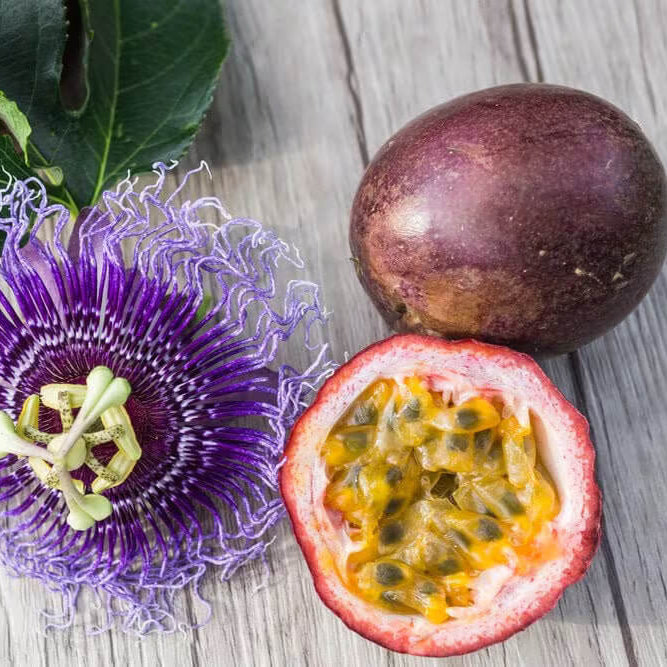 Purple Passion Seeds