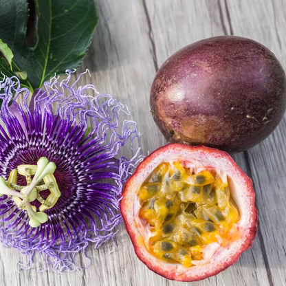 Purple Passion Seeds