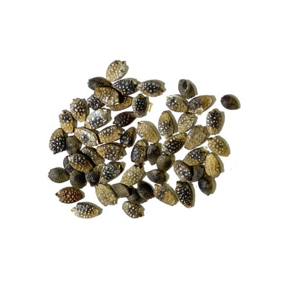 Purple Passion Seeds