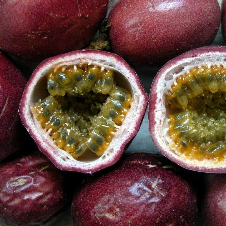 Purple Passion Seeds