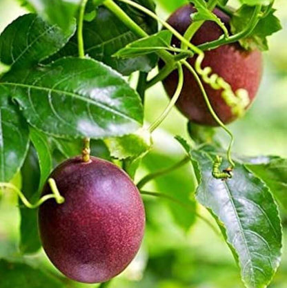 Purple Passion Seeds