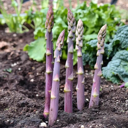 Purple Passion asparagus seeds - Vegetable Plant