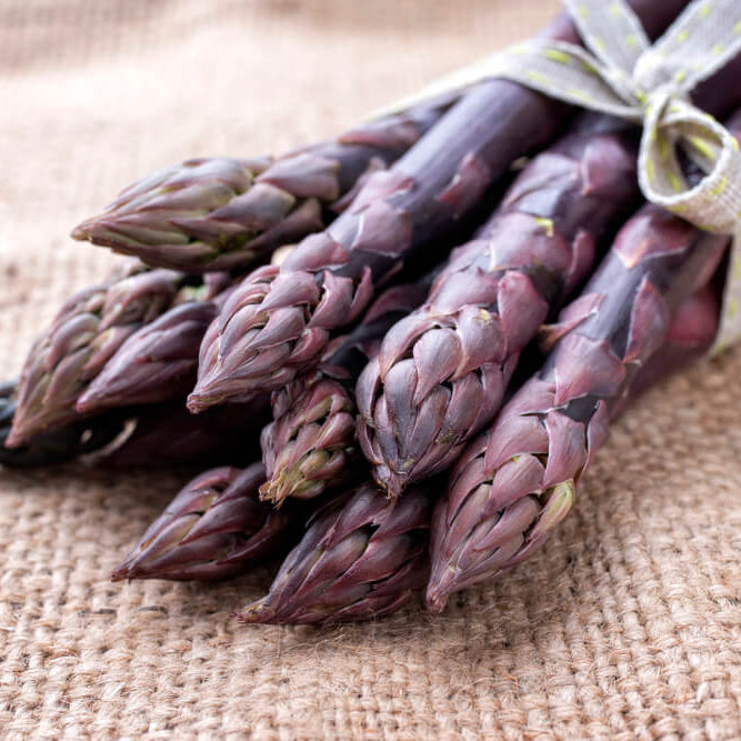 Purple Passion asparagus seeds - Vegetable Plant