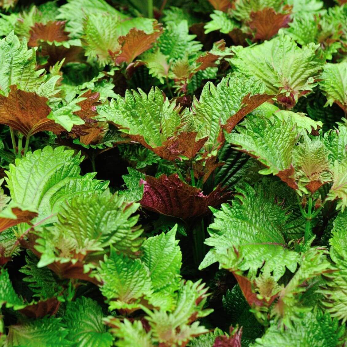 Purple Perilla Mint Seeds - Herbal Plant