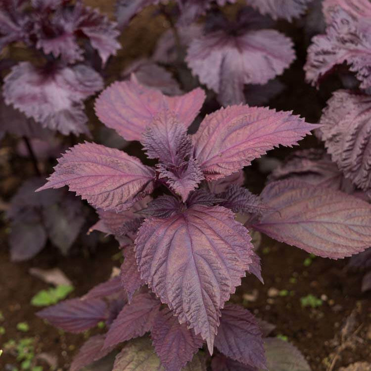 Purple Perilla Mint Seeds - Herbal Plant