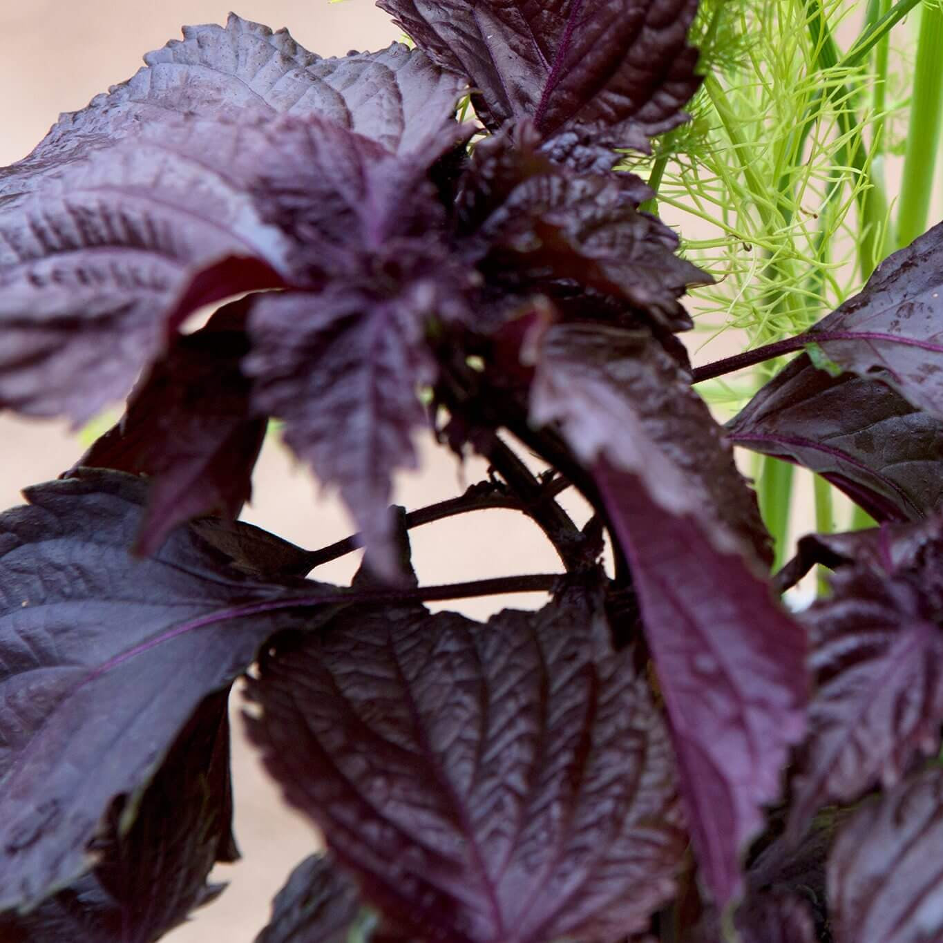 Purple Perilla Mint Seeds - Herbal Plant