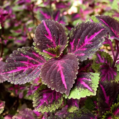 Purple Perilla Mint Seeds - Herbal Plant