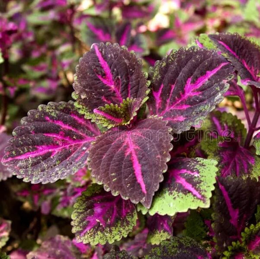 Purple Perilla Mint Seeds - Herbal Plant