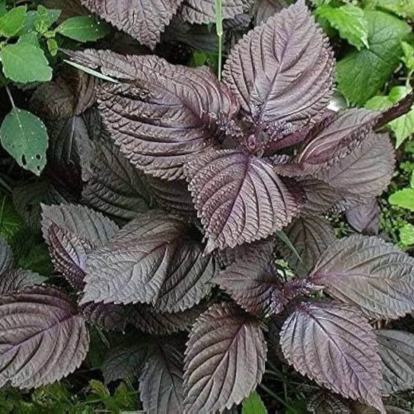 Purple Perilla Seeds