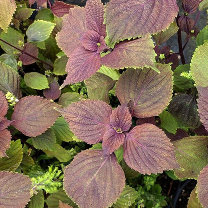 Purple Perilla Seeds