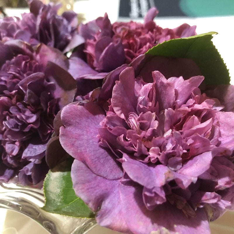 Purple Pink Camellia Seeds