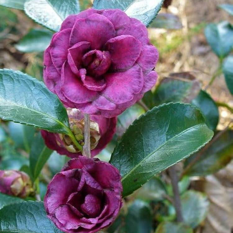 Purple Pink Camellia Seeds