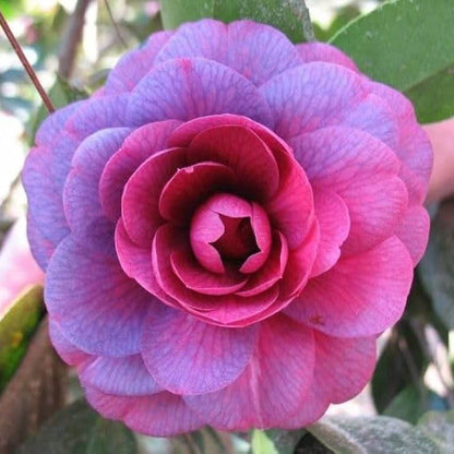 Purple Pink Camellia Seeds