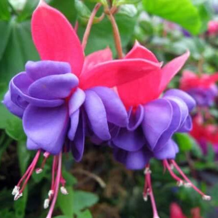 Purple Pink Fuchsia Seeds