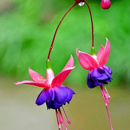 Purple Pink Fuchsia Seeds