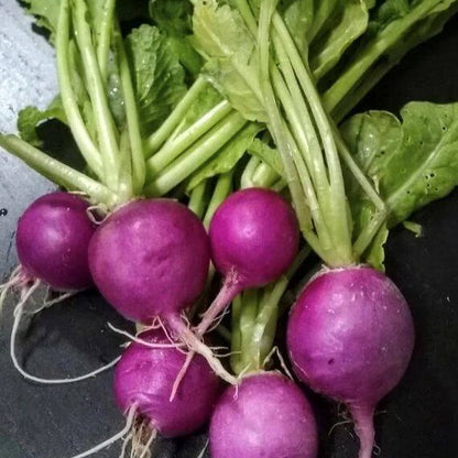 Purple Plum Radish Seeds