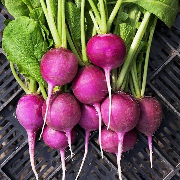 Purple Plum Radish Seeds