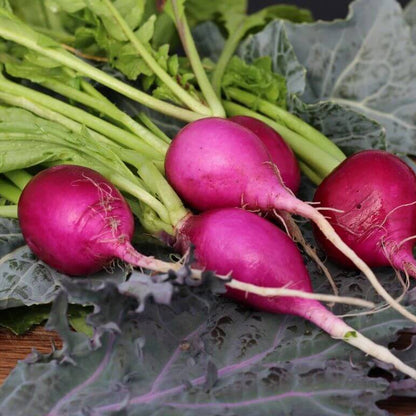 Purple Plum Radish Seeds