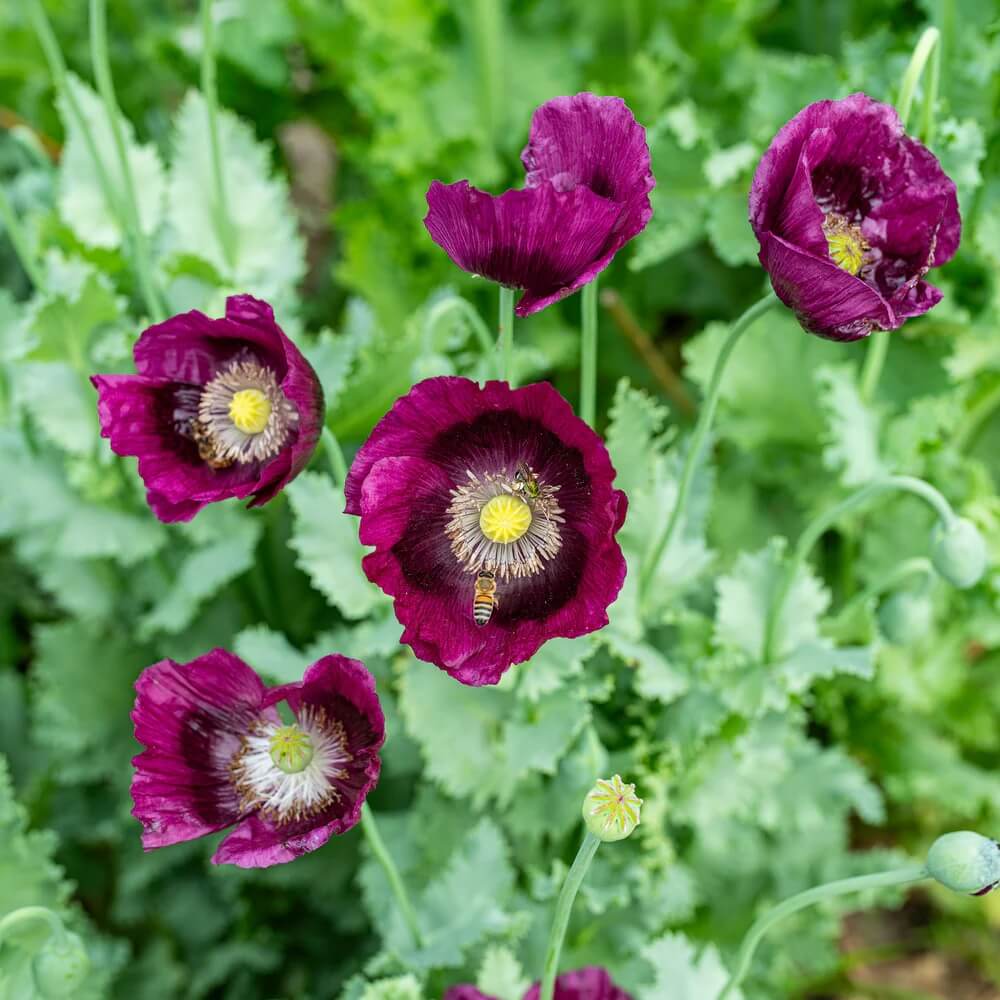 Purple Poppy Seeds