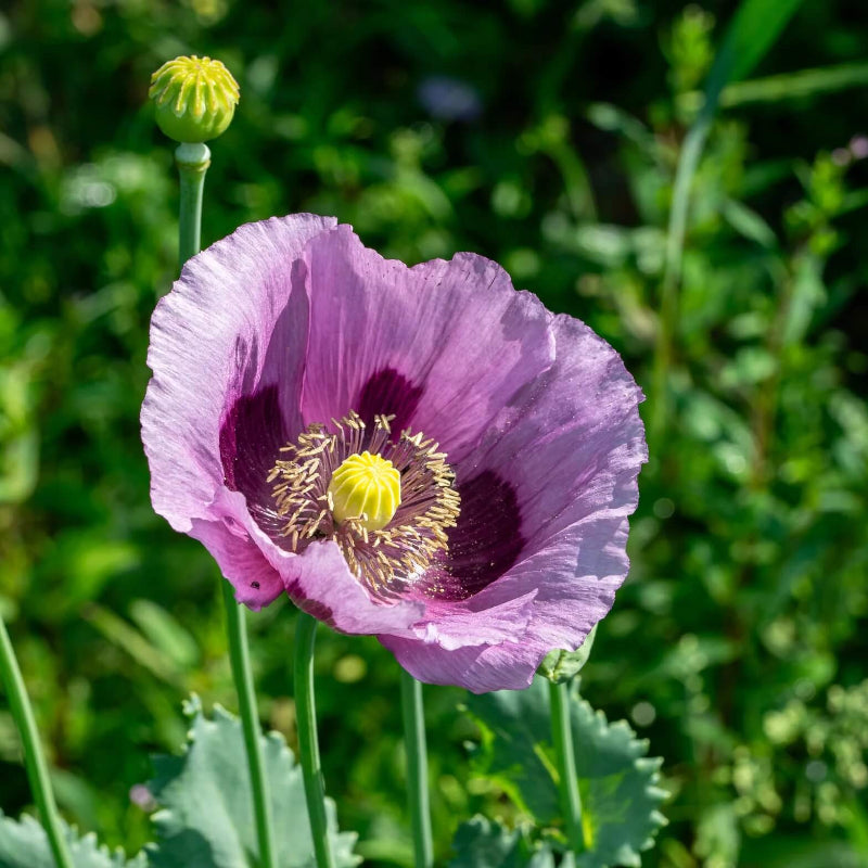 Purple Poppy Seeds