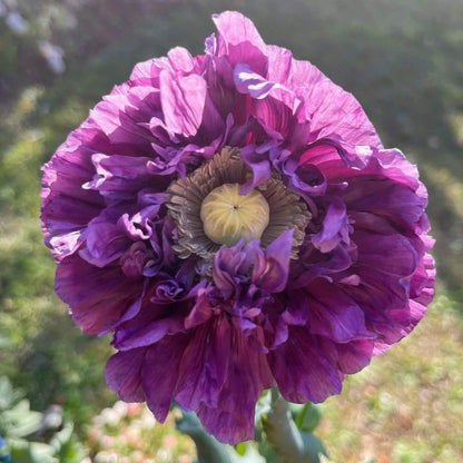 Purple Poppy Seeds