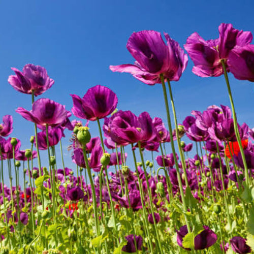 Purple Poppy Seeds  - Flower Plant
