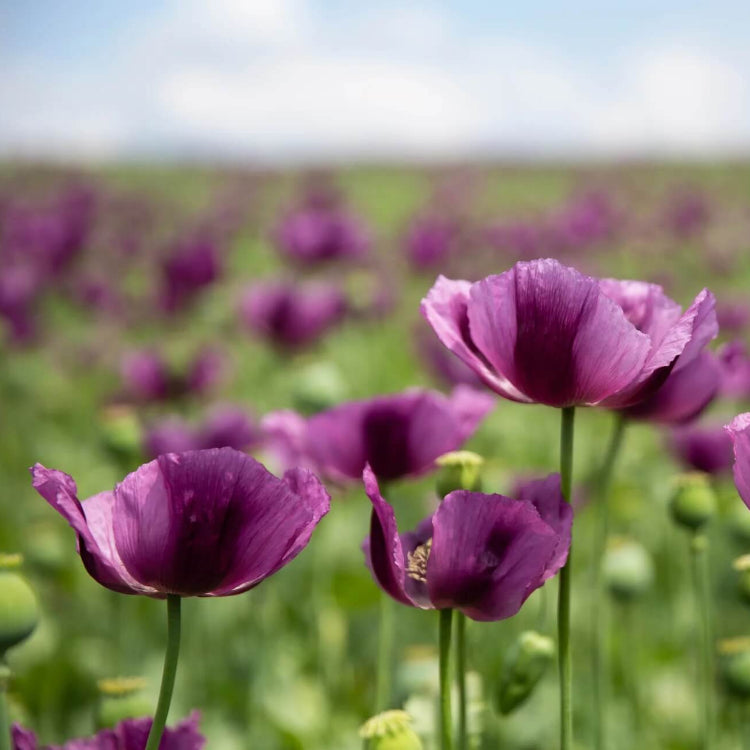 Purple Poppy Seeds  - Flower Plant