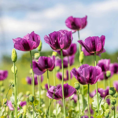 Purple Poppy Seeds  - Flower Plant