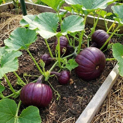 Purple Pumpkin Seeds