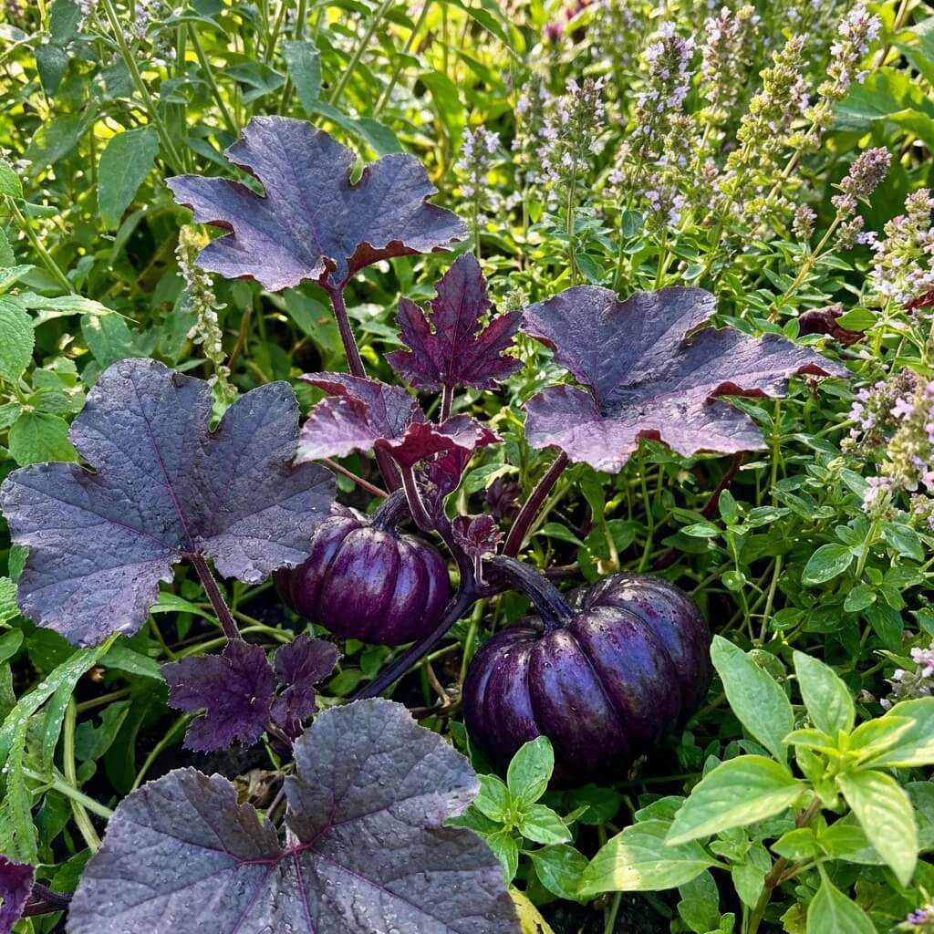 Purple Pumpkin Seeds