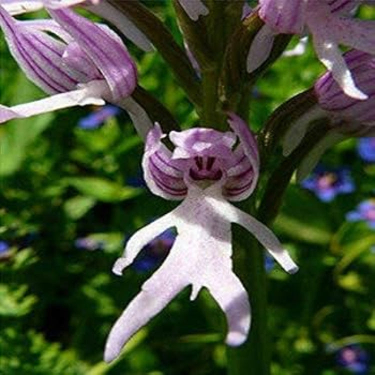 Purple Pyramid Monkey Orchid Seeds - Heirloom Flower Plant for Home Gardens