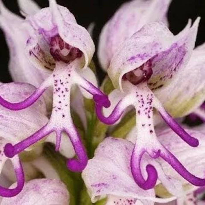 Purple Pyramid Monkey Orchid Seeds - Heirloom Flower Plant for Home Gardens