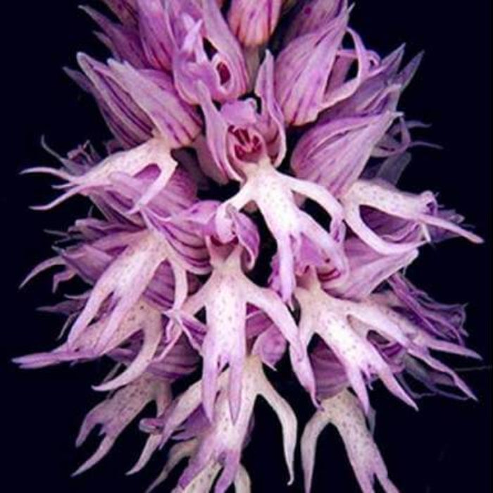 Purple Pyramid Monkey Orchid Seeds - Heirloom Flower Plant for Home Gardens