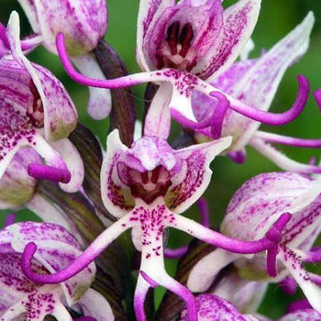 Purple Pyramid Monkey Orchid Seeds - Heirloom Flower Plant for Home Gardens