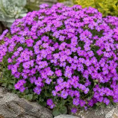 Purple Rockcress Seeds