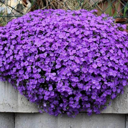 Purple Rockcress Seeds