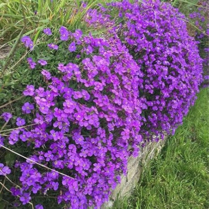 Purple Rockcress Seeds