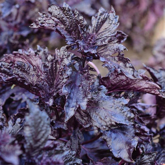 Purple Ruffles Basil Seeds - Heirloom Herbal Plant for Home Gardens