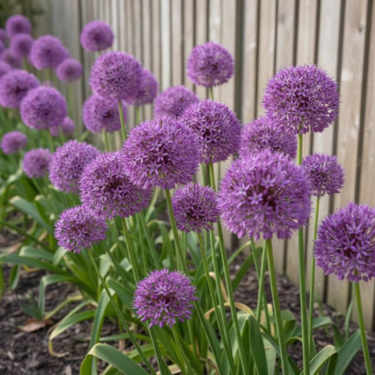 Purple Sensation Allium Seeds - Vegetable Plant