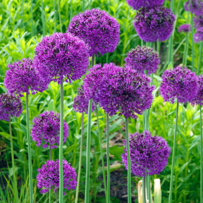 Purple Sensation Allium Seeds - Vegetable Plant