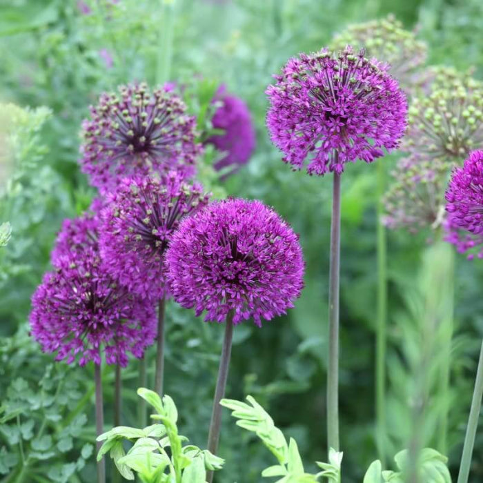 Purple Sensation Allium Seeds - Vegetable Plant