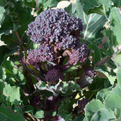 Purple Sprouting Broccoli Seeds - Vegetable Plant