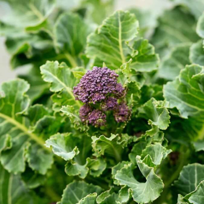 Purple Sprouting Broccoli Seeds - Vegetable Plant