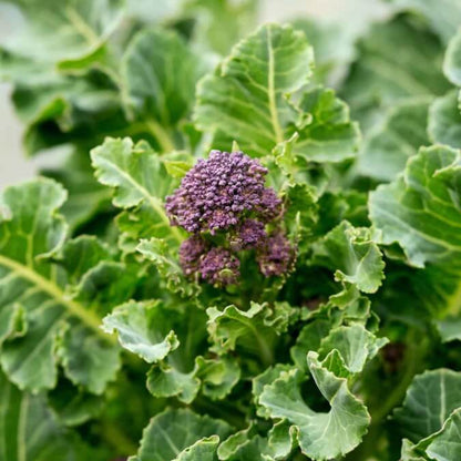 Purple Sprouting Broccoli Seeds - Vegetable Plant