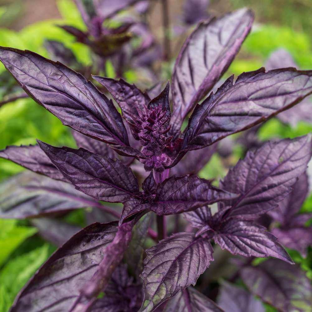 Purple Stem Basil Seeds - Herbal Plant