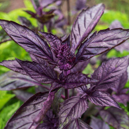 Purple Stem Basil Seeds - Herbal Plant