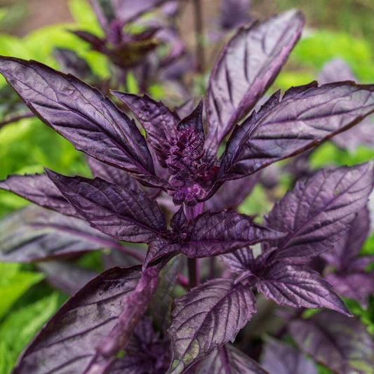Purple Stem Basil Seeds - Herbal Plant