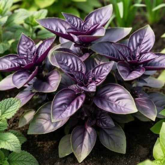 Purple Stem Basil Seeds - Herbal Plant
